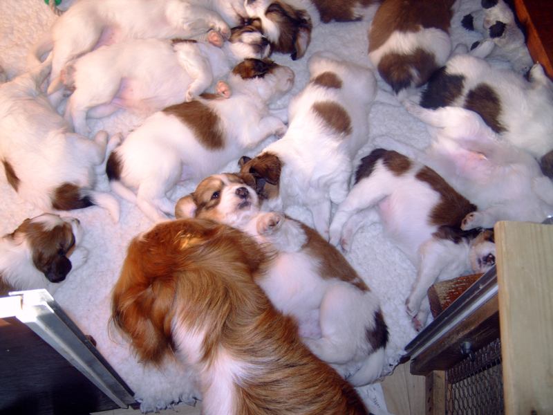 Puppies